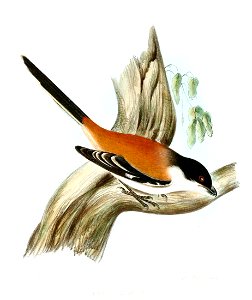 LaniusNigricepsJerdon