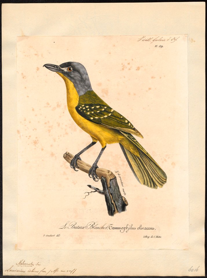 Laniarius icterus - 1825-1834 - Print - Iconographia Zoologica - Special Collections University of Amsterdam - UBA01 IZ16600471