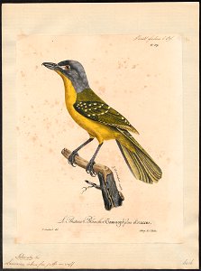 Laniarius icterus - 1825-1834 - Print - Iconographia Zoologica - Special Collections University of Amsterdam - UBA01 IZ16600471