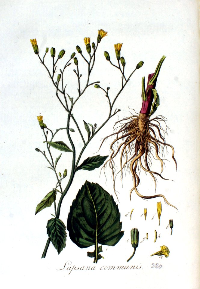 Lapsana communis — Flora Batava — Volume v3