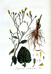 Lapsana communis — Flora Batava — Volume v3