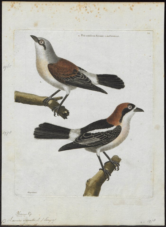 Lanius senator - 1790-1796 - Print - Iconographia Zoologica - Special Collections University of Amsterdam - UBA01 IZ16600425