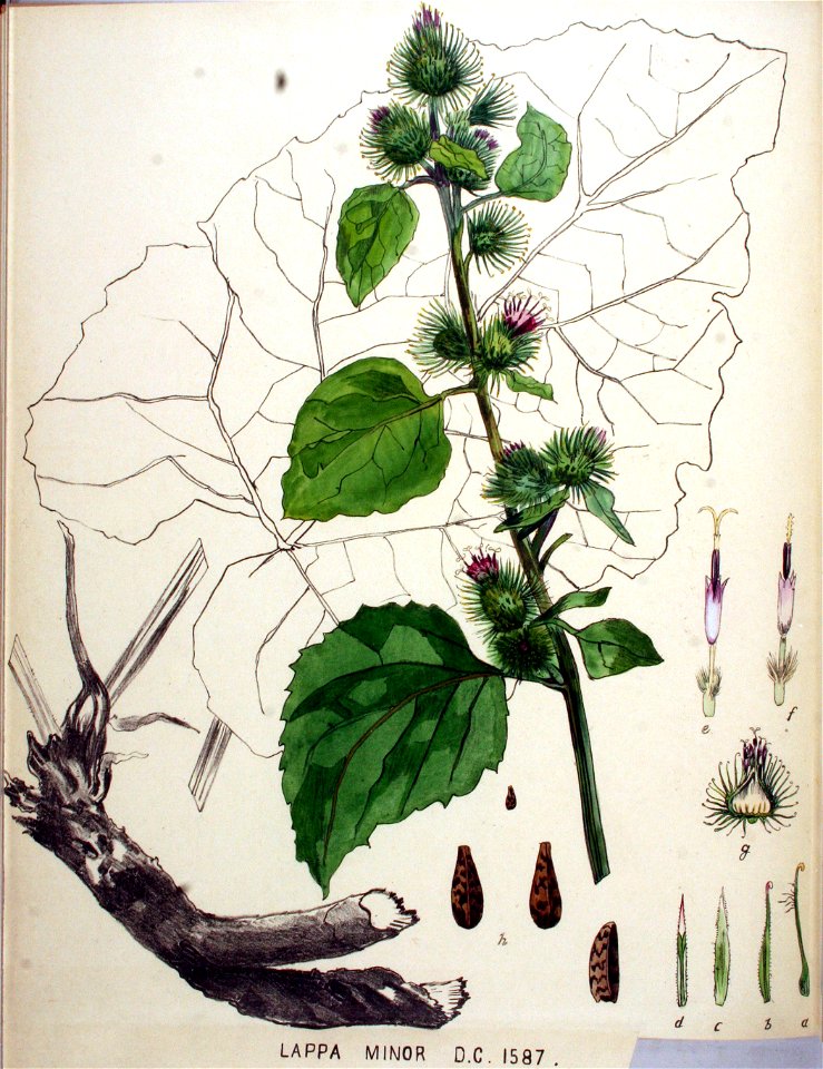 Lappa minor — Flora Batava — Volume v20