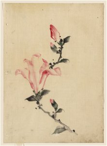 Large pink blossom on a stem with three additional buds LCCN2009631923