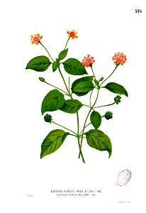 Lantana sp Blanco1.216