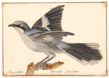 Lanius excubitor - 1753-1834 - Print - Iconographia Zoologica - Special Collections University of Amsterdam - UBA01 IZA1000234