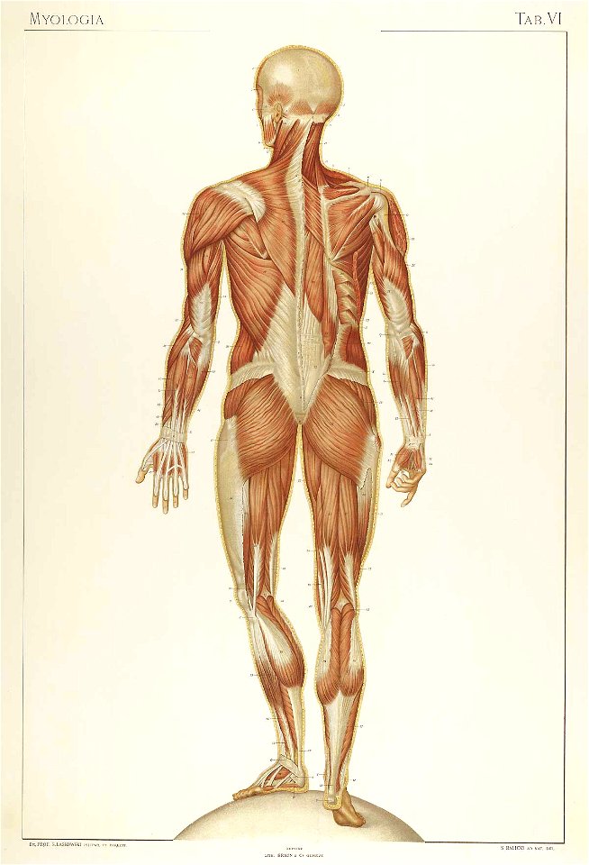 Laskowski Anatomie normale 06