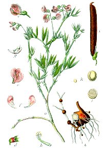 Lathyrus montanus Sturm18