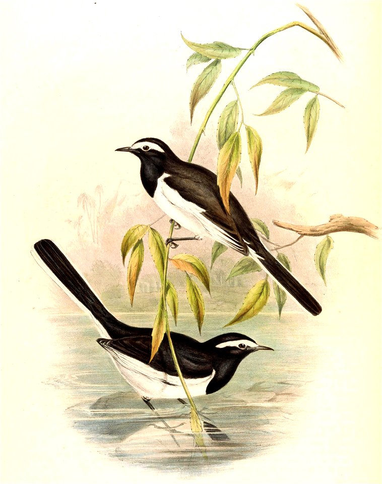 LargePiedWagtailGould