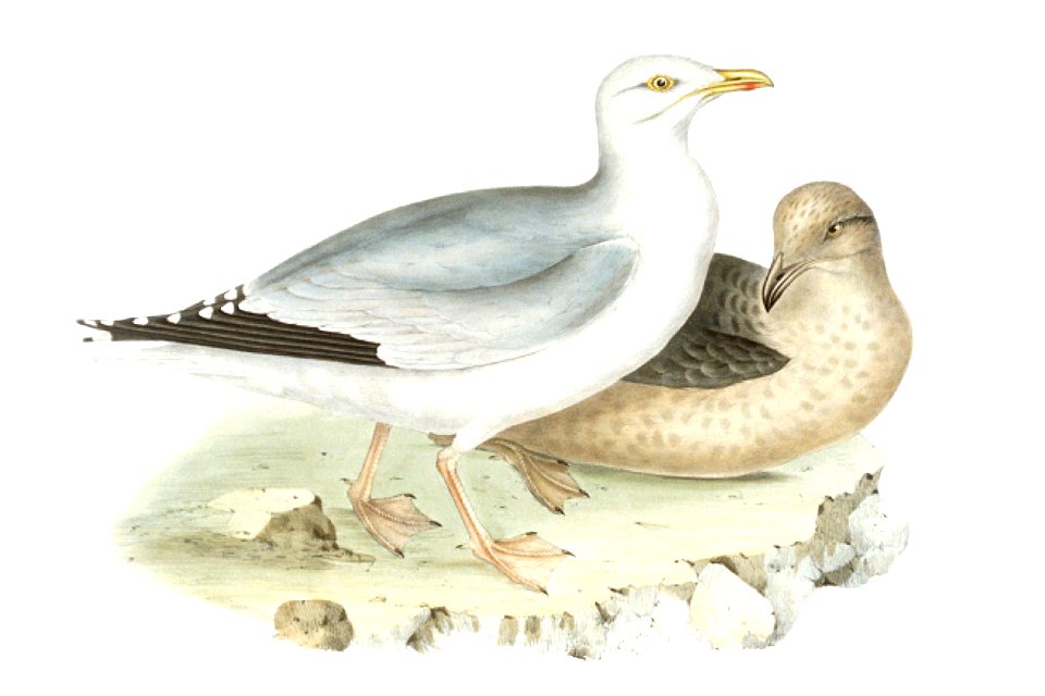 Larus argentatus Gould