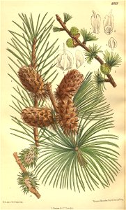 Larix occidentalis 135-8253