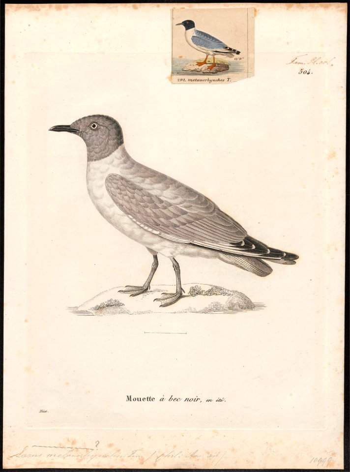 Larus philadelphia - 1700-1880 - Print - Iconographia Zoologica - Special Collections University of Amsterdam - UBA01 IZ17900280