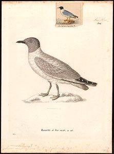 Larus philadelphia - 1700-1880 - Print - Iconographia Zoologica - Special Collections University of Amsterdam - UBA01 IZ17900280. Free illustration for personal and commercial use.