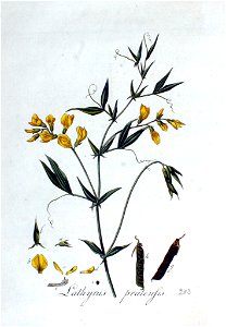 Lathyrus pratensis — Flora Batava — Volume v3