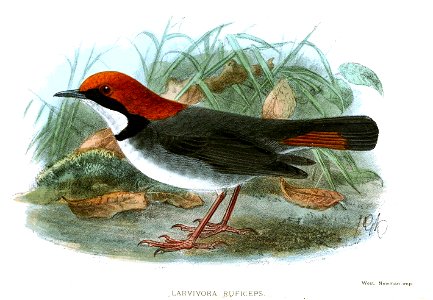 LarvivoraRuficepsKeulemans