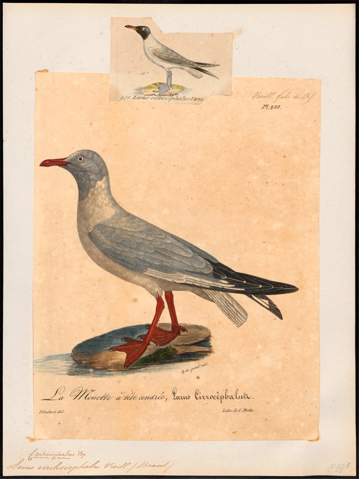 Larus cirrhocephalus - 1825-1834 - Print - Iconographia Zoologica - Special Collections University of Amsterdam - UBA01 IZ17900276