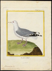 Larus ridibundus - 1700-1880 - Print - Iconographia Zoologica - Special Collections University of Amsterdam - UBA01 IZ17900256
