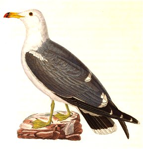 Larus crassirostris 1838