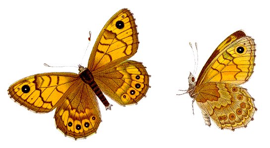 Lasiommata megera - Mauerfuchs