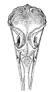 Larus argentatus skull 1881