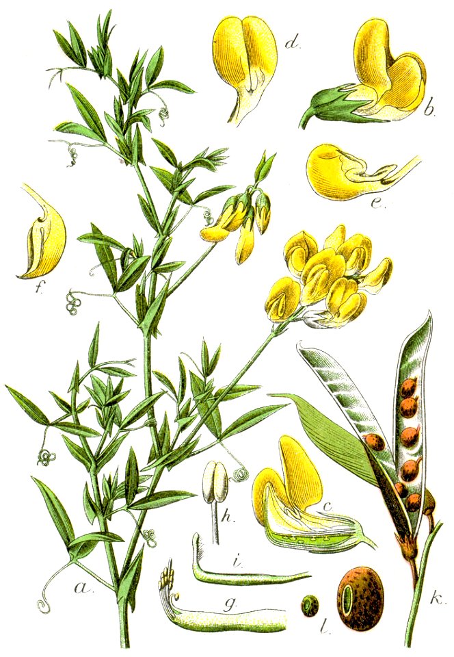 Lathyrus pratensis Sturm16