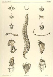 Laskowski Anatomie normale 03