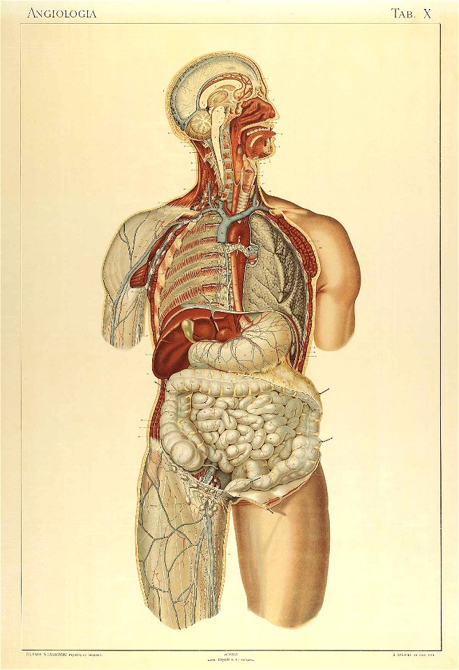 Laskowski Anatomie normale 10