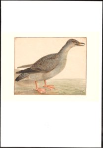 Larus argentatus - jong - 1753-1834 - Print - Iconographia Zoologica - Special Collections University of Amsterdam - UBA01 IZA1000256
