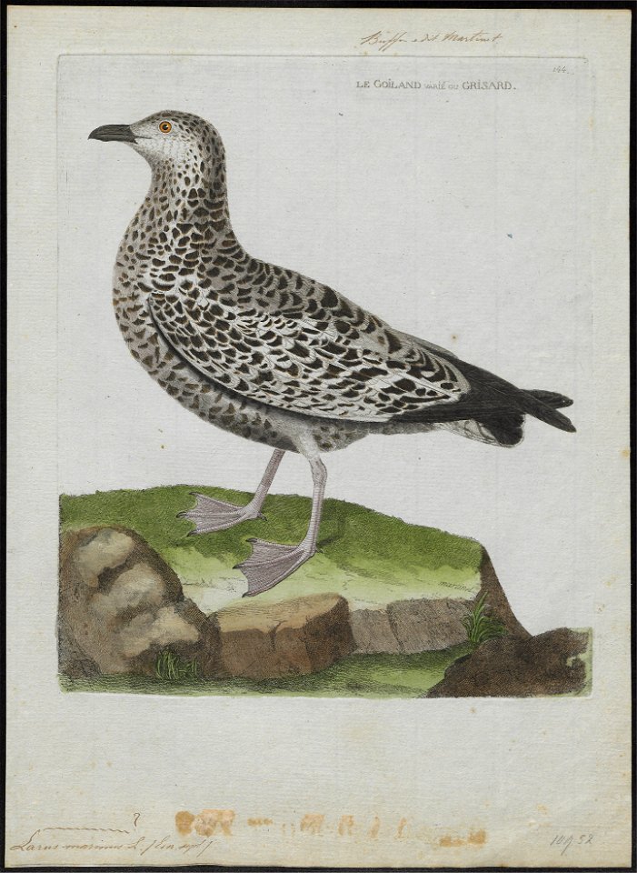 Larus marinus - 1790-1796 - Print - Iconographia Zoologica - Special Collections University of Amsterdam - UBA01 IZ17900214