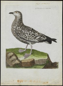 Larus marinus - 1790-1796 - Print - Iconographia Zoologica - Special Collections University of Amsterdam - UBA01 IZ17900214