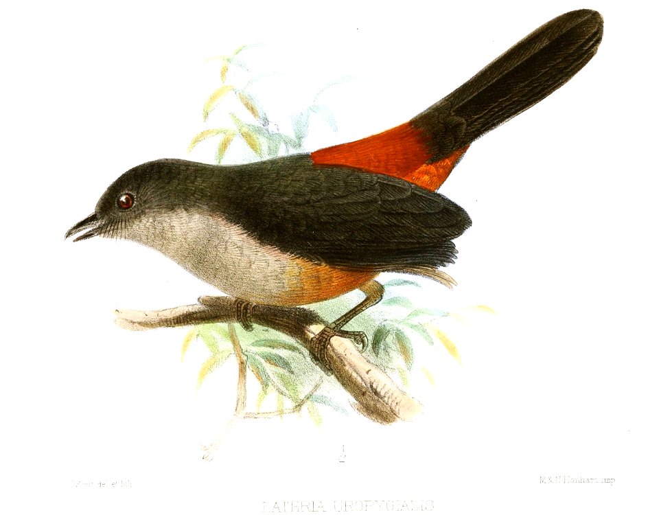 LathriaUropygialisSmit