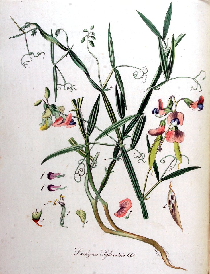 Lathyrus sylvestris — Flora Batava — Volume v9