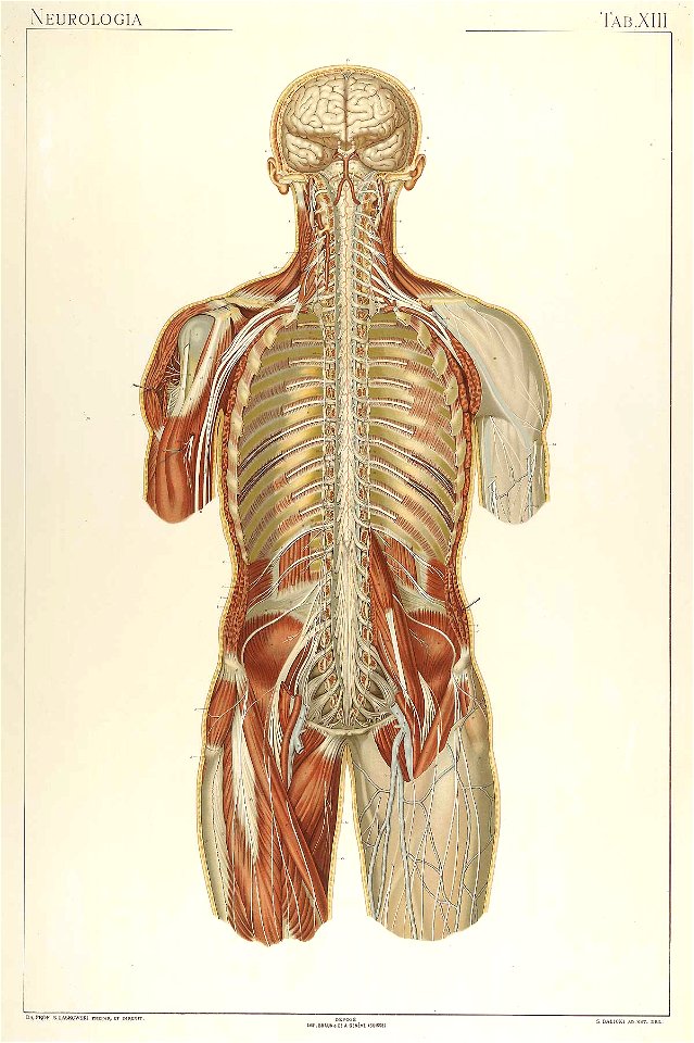 Laskowski Anatomie normale 13