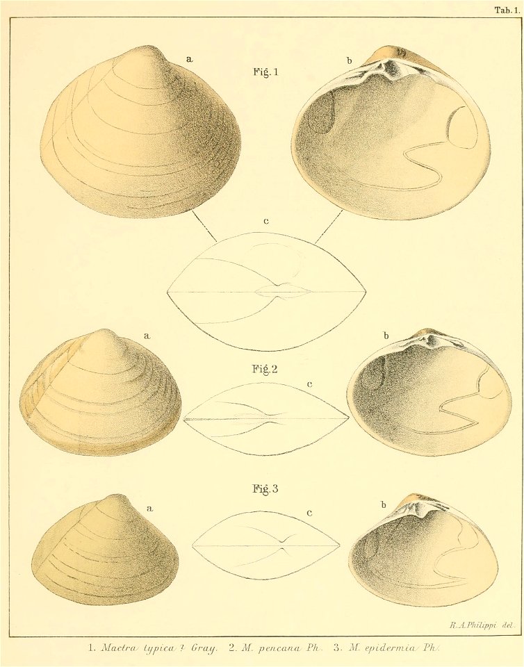 Lasespecieschile00phil orig 0019