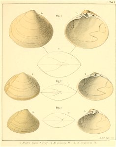 Lasespecieschile00phil orig 0019