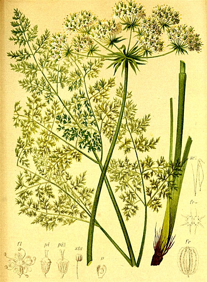 Laserpitium hirsutum Atlas Alpenflora