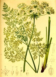 Laserpitium hirsutum Atlas Alpenflora