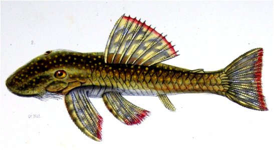 Lasiancistrus schomburgkii. Free illustration for personal and commercial use.
