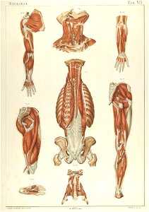 Laskowski Anatomie normale 07