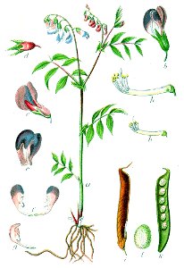 Lathyrus vernus Sturm19
