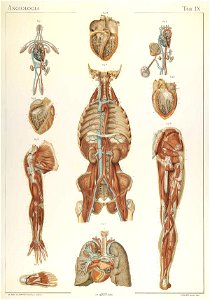 Laskowski Anatomie normale 09