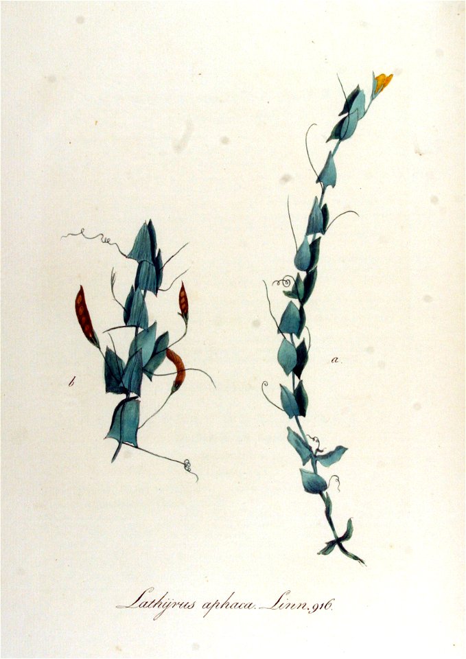 Lathyrus aphaca — Flora Batava — Volume v12
