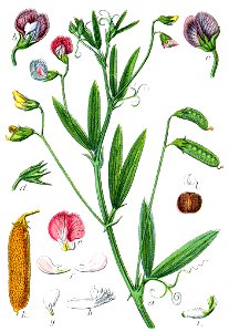 Lathyrus hirsutus Sturm17