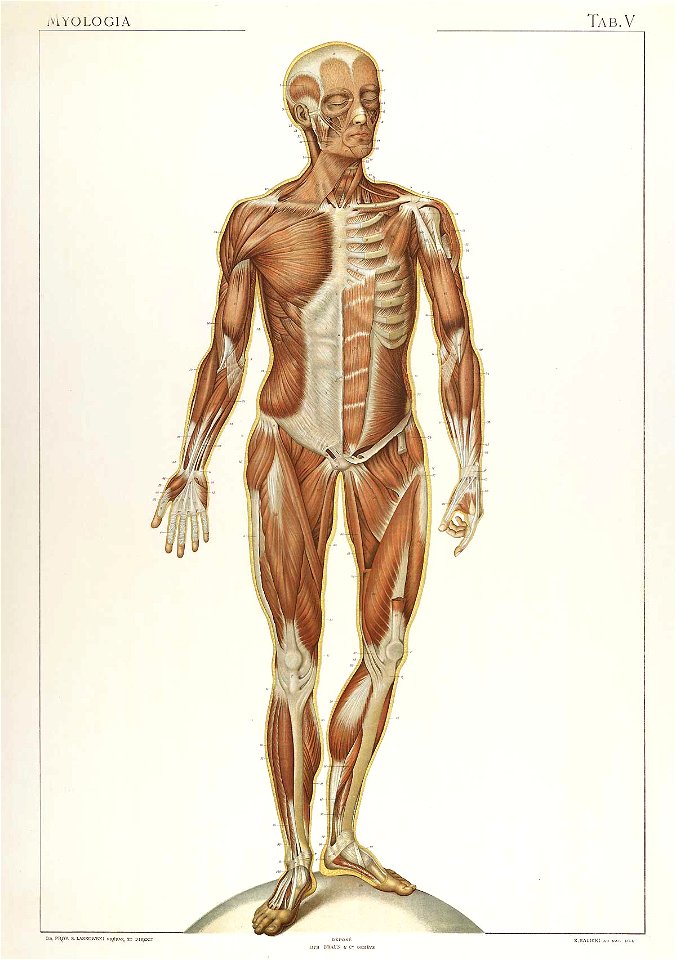 Laskowski Anatomie normale 05