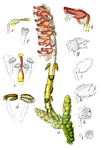 Lathraea squamaria Sturm59