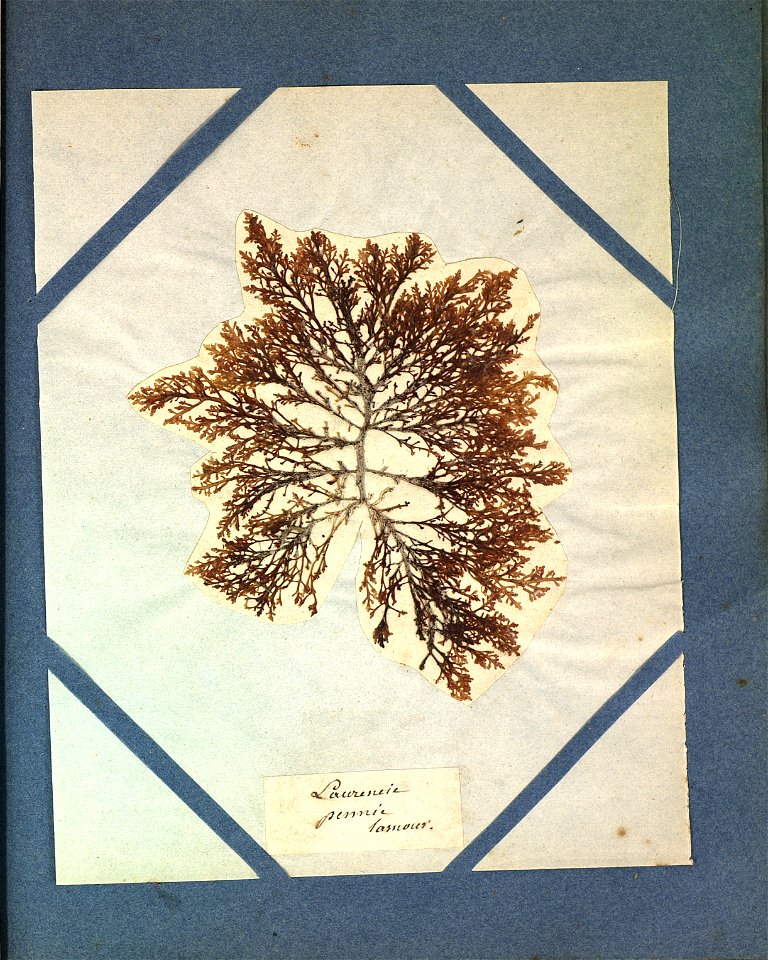 Laurencia pinnatifida