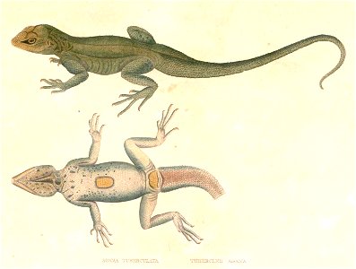 Laudakia tuberculata Hardwicke