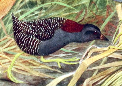 Laterallus jamaicensisAAP026CB