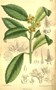 Laurelia serrata 135-8279