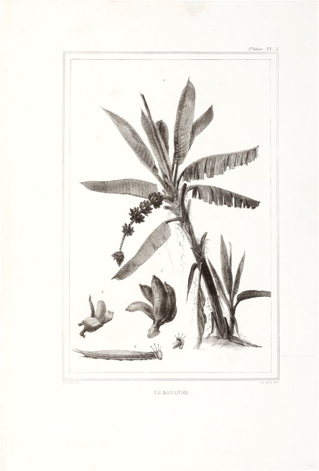 Le bananier (4), da Coleção Brasiliana Iconográfica